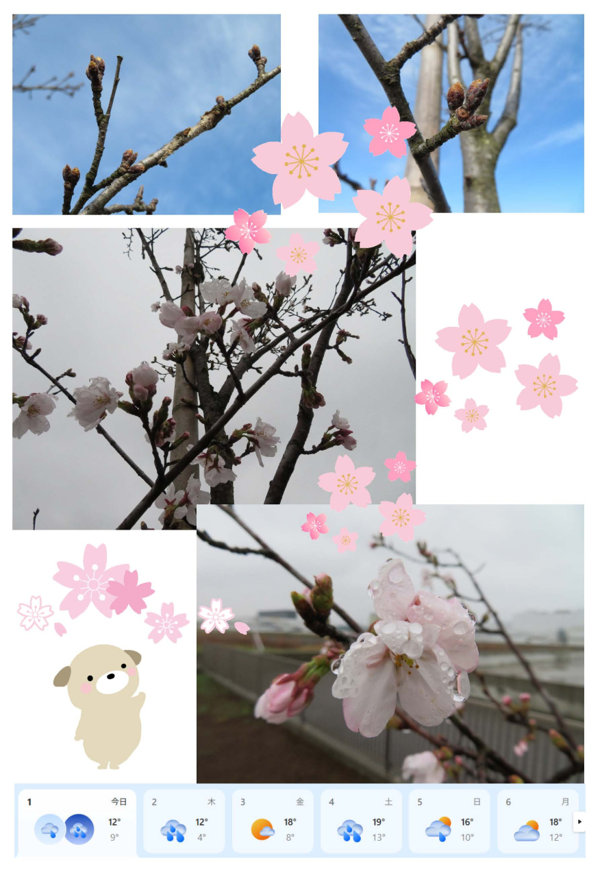 開花宣言（自社独自）