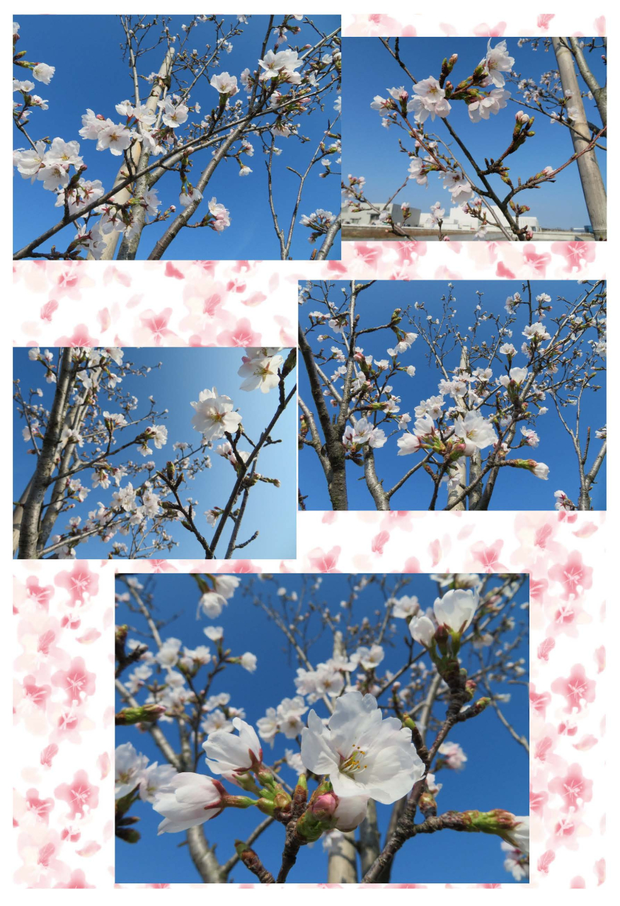 本日の桜