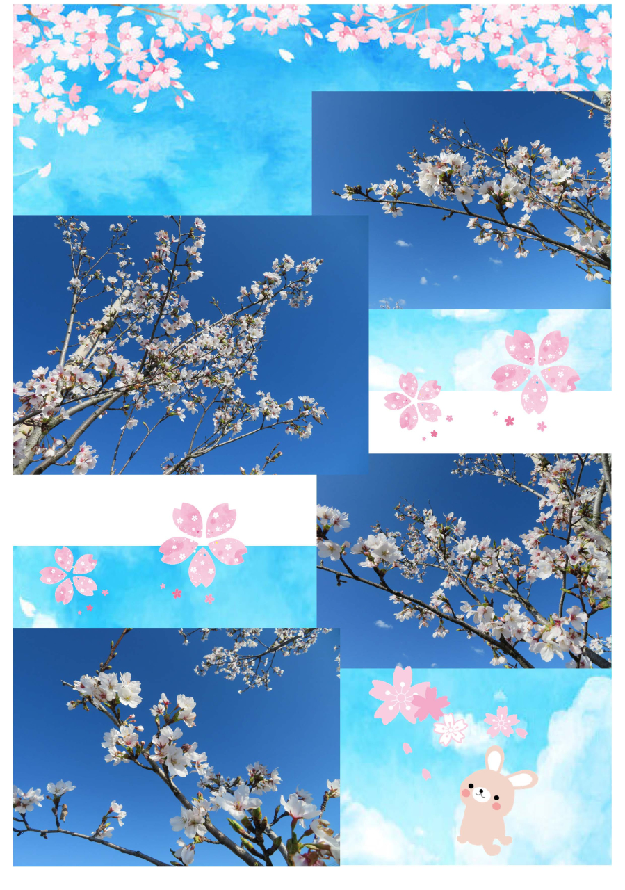 本日の桜